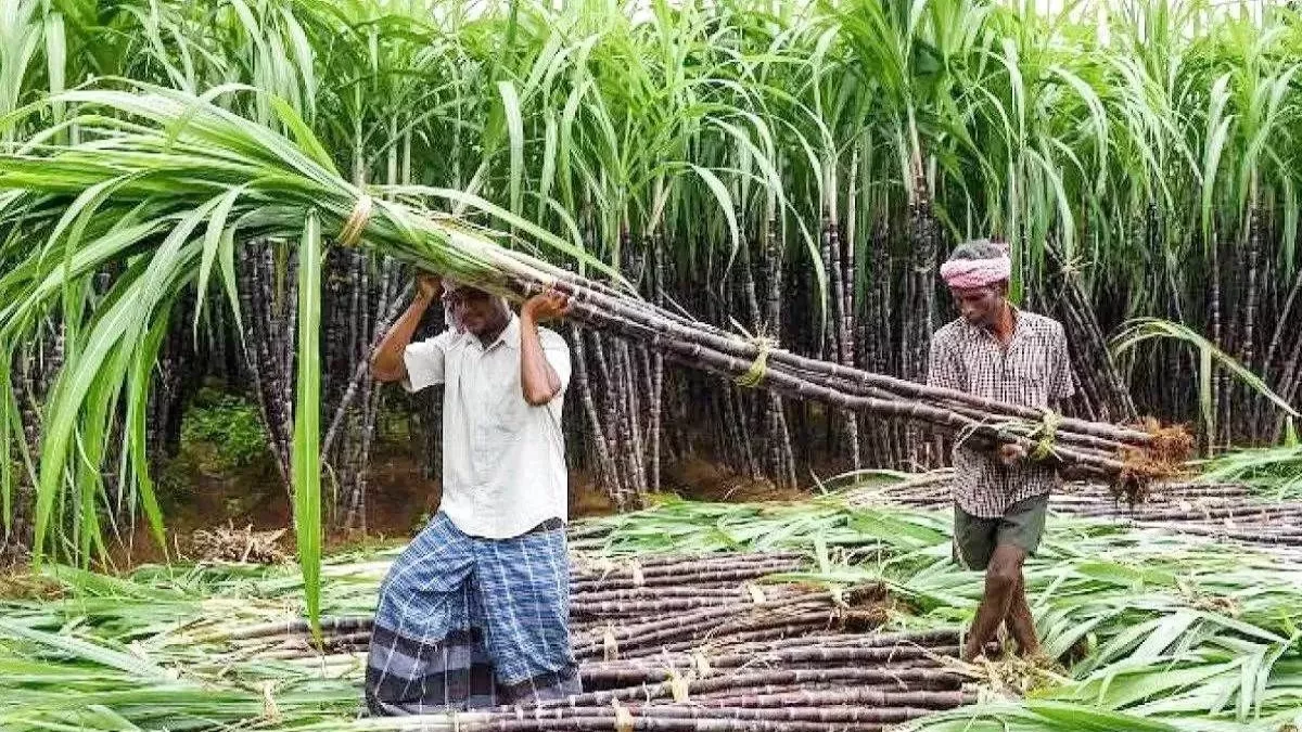 Uttarakhand Farmers: मोबाइल मैसेज से आएगी पर्ची...गन्ना कोटे में किसान करा सकेंगे संशोधन