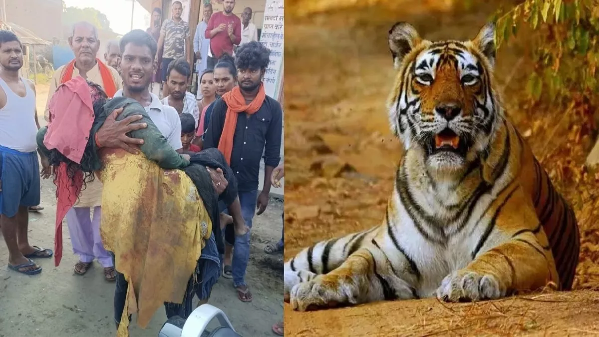 Tiger Attack: कुशीनगर में बाघ के हमले से किशोरी घायल, दो ने भाग कर जान बचाई