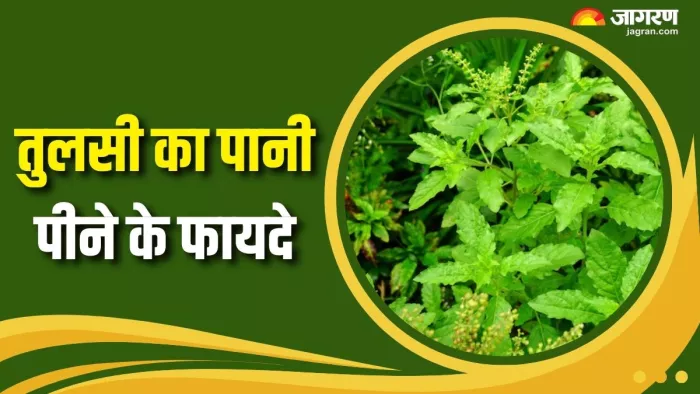 सेहत के लिए फायदेमंद है तुलसी का पानी (Picture Courtesy: Freepik)