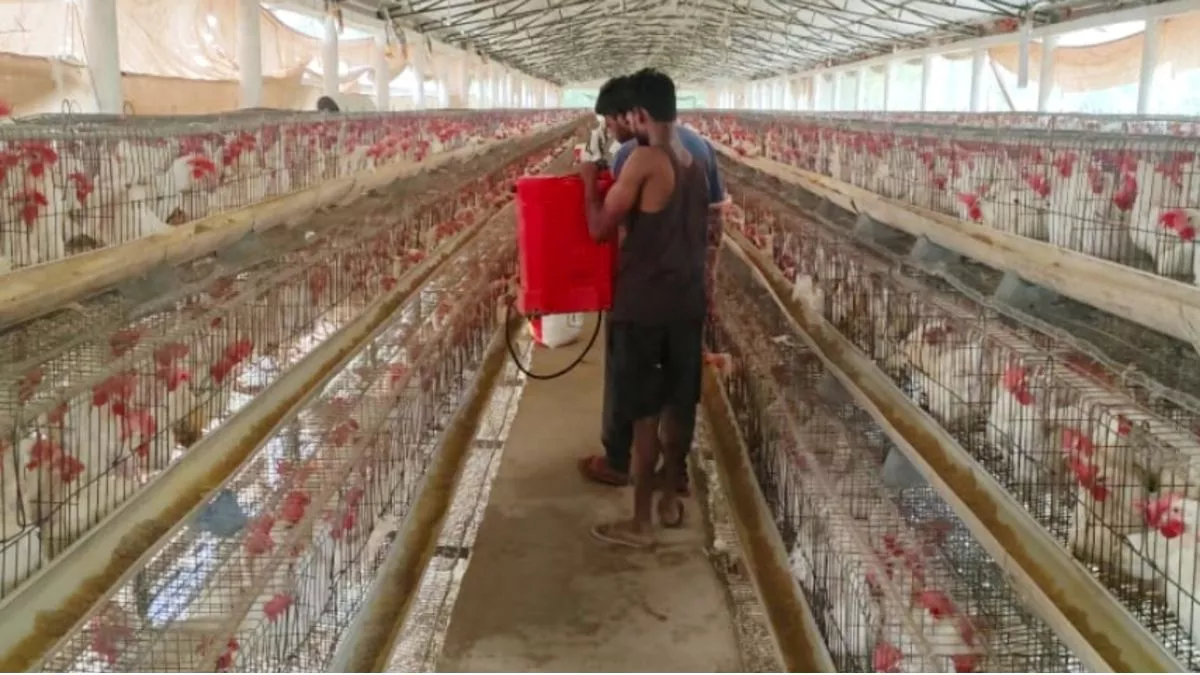 Bird Flu: उत्तराखंड से यूपी आने वाले मुर्गे और अंडे की सप्लाई पर रोक, बर्ड फ्लू के खतरे को लेकर फैसला