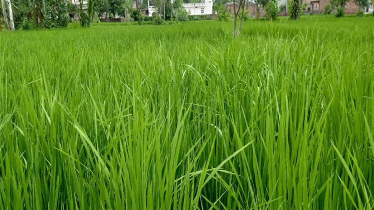 https://www.jagranimages.com/images/newimg/17092022/17_09_2022-basmati_rice_jammu_23076834.jpg