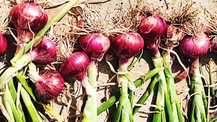 कटिहार में प्याज का रेड थ्री व रेड फोर वेरायटी
