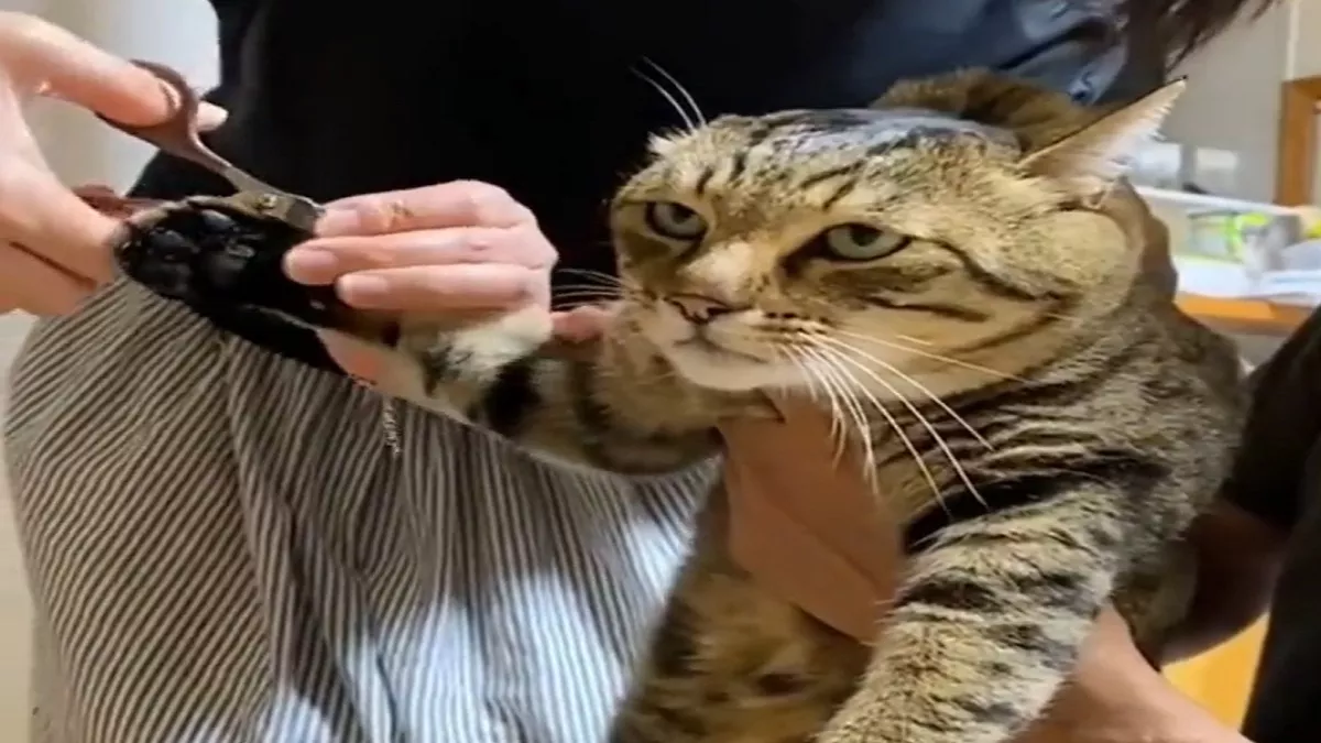 Viral Video: नेल कटिंग कराती हुई बिल्ली का एक्सप्रेशन देख, नहीं रोक पाएंगे आप अपनी हंसी
