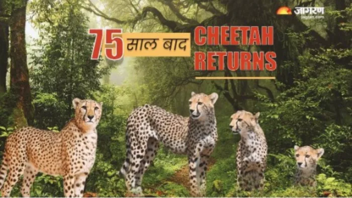 भारत में 7 दशक बाद चीते आने पर खुशी का माहौल।