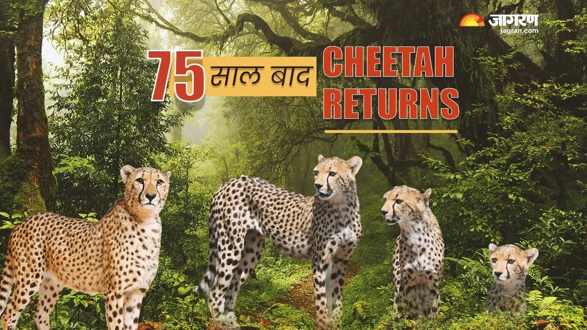 भारत में 75 साल बाद Cheetah Returns, पढ़े- आखिरी तीन चीतों की कहानी