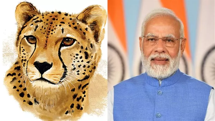 करीब 75 साल बाद चीता एक बार फिर भारत की धरती पर अपनी रफ़्तार भर पाएगा।