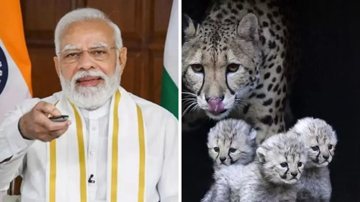 Project Cheetah MP: पीएम मोदी के जन्‍मदिवस पर देश में चीता युग की वापसी, 1952 में विलुप्‍त हो गई थी ये प्रजाति