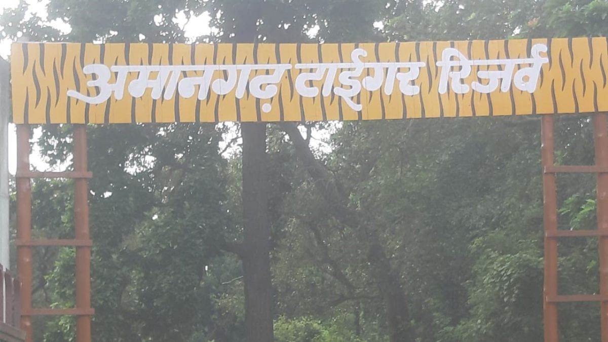 amangarh tiger reserve five cubs seen with two tigresses in amangarh