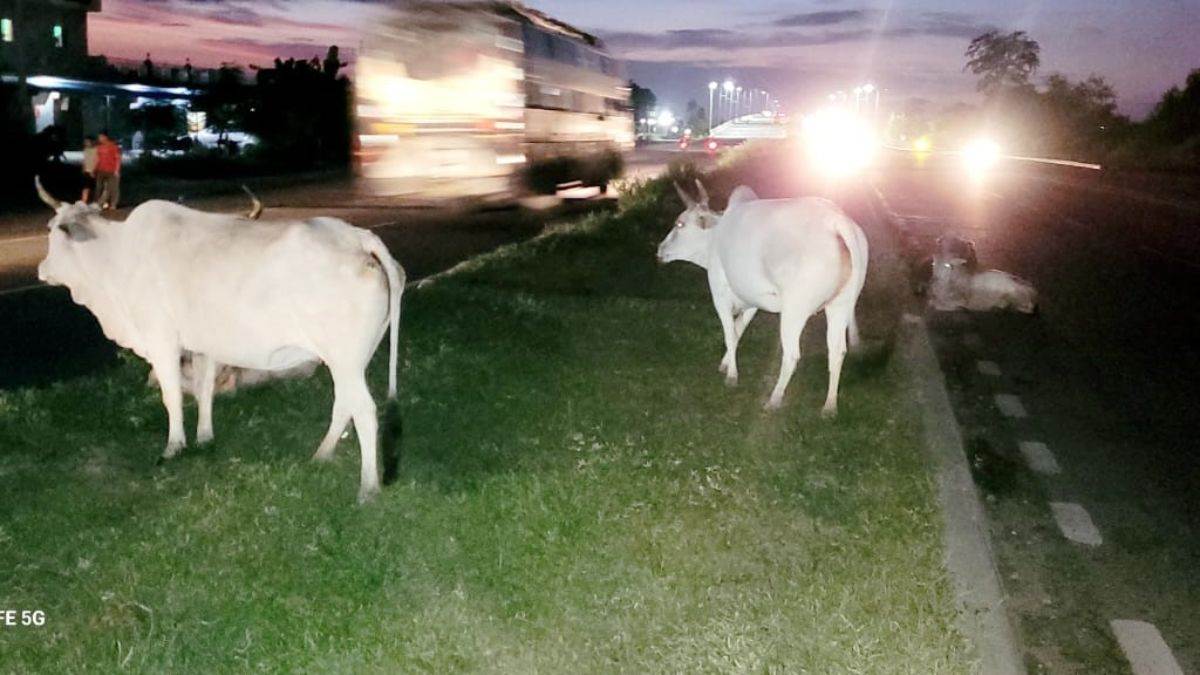 https://www.jagranimages.com/images/newimg/17092025/17_09_2025-animals_on_highway_24050672.jpg