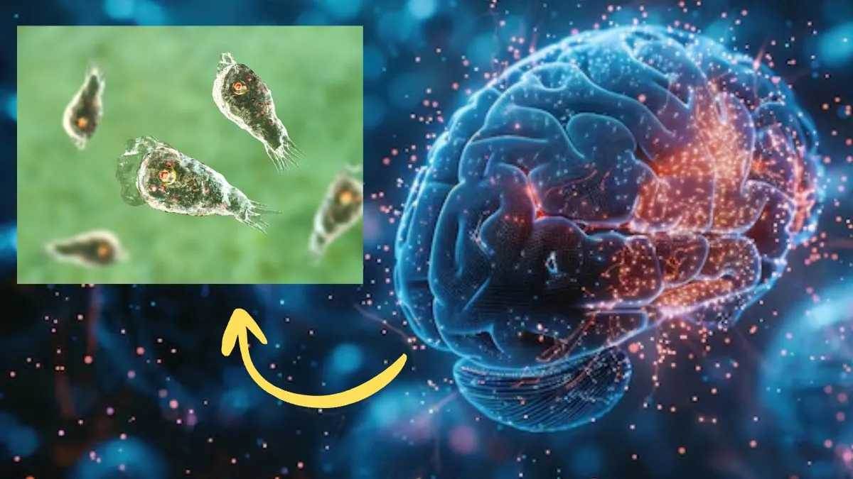 https://www.jagranimages.com/images/newimg/17092025/17_09_2025-brain-_24050741_204922507.jpg