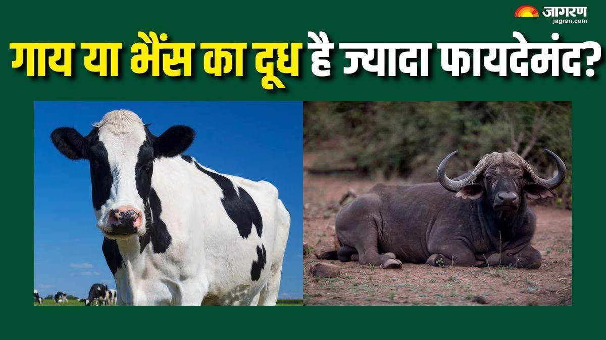 https://www.jagranimages.com/images/newimg/17092025/17_09_2025-cow_vs_buffalo_milk_24050115.jpg
