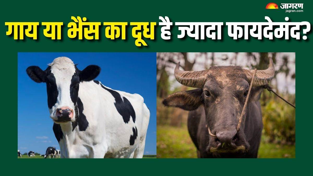 https://www.jagranimages.com/images/newimg/17092025/17_09_2025-cow_vs_buffalo_milk_24050115_144729196.jpg