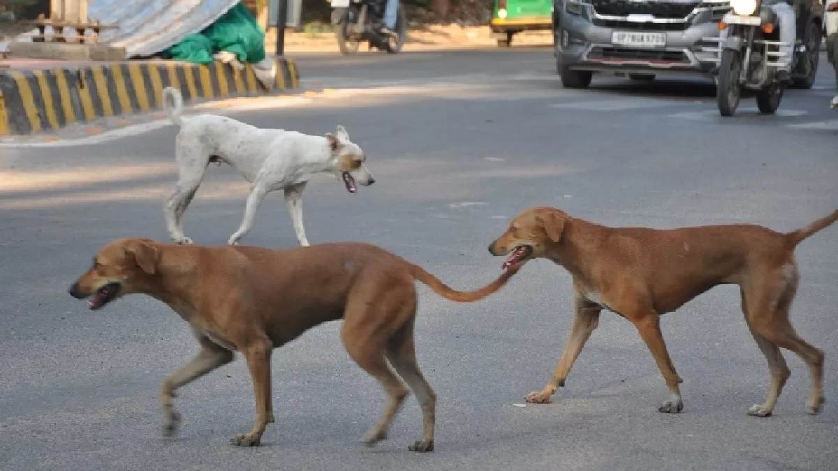 https://www.jagranimages.com/images/newimg/17092025/17_09_2025-himachal_dogs_24050200.jpg