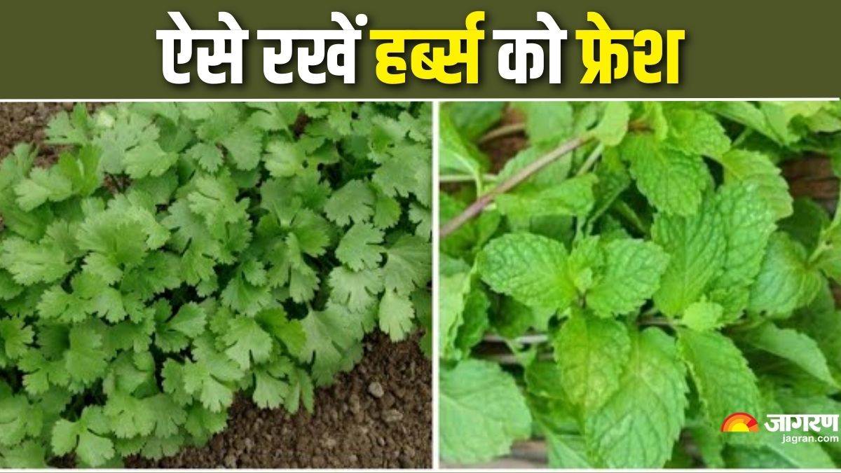 https://www.jagranimages.com/images/newimg/17092025/17_09_2025-kitchen_tips_24050639.jpg
