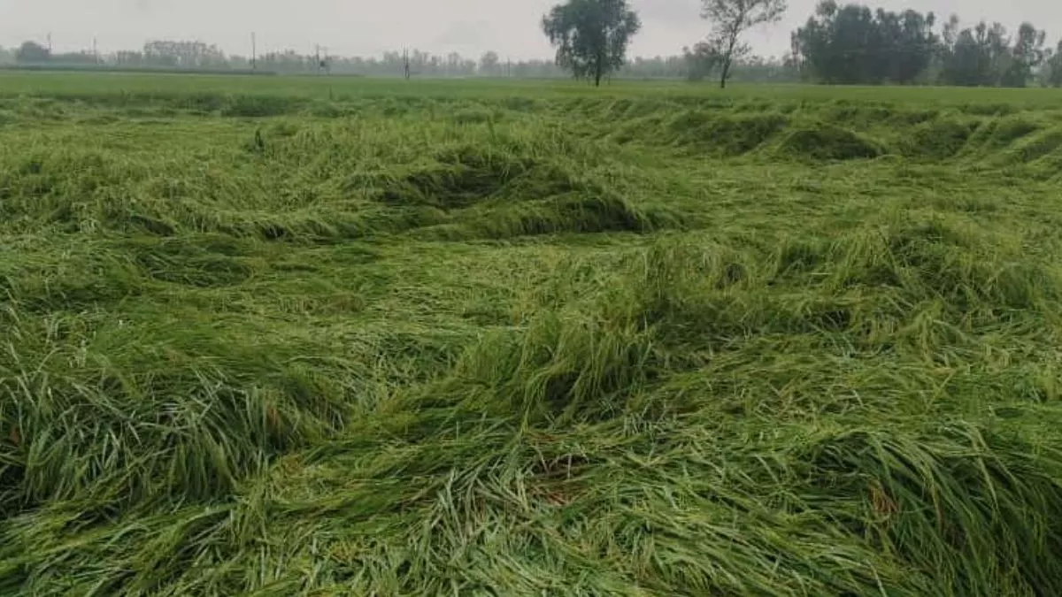 https://www.jagranimages.com/images/newimg/17092025/17_09_2025-rampur_dhan_ki_fasal_24049812.jpg