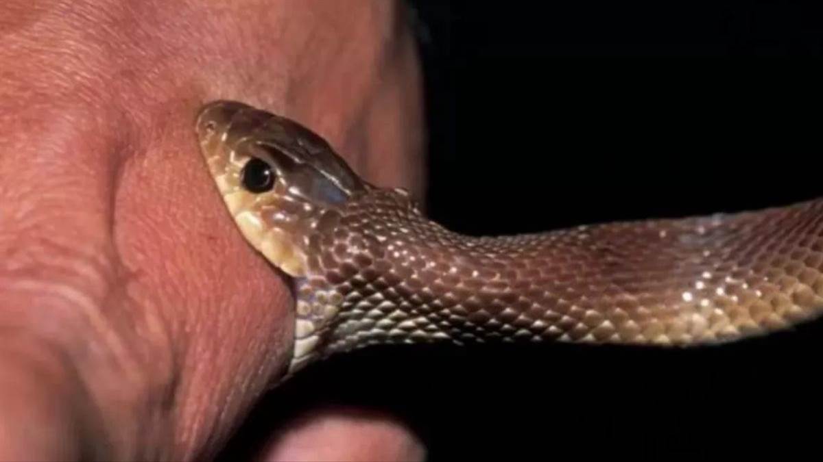 https://www.jagranimages.com/images/newimg/17092025/17_09_2025-snake_24049766.jpg