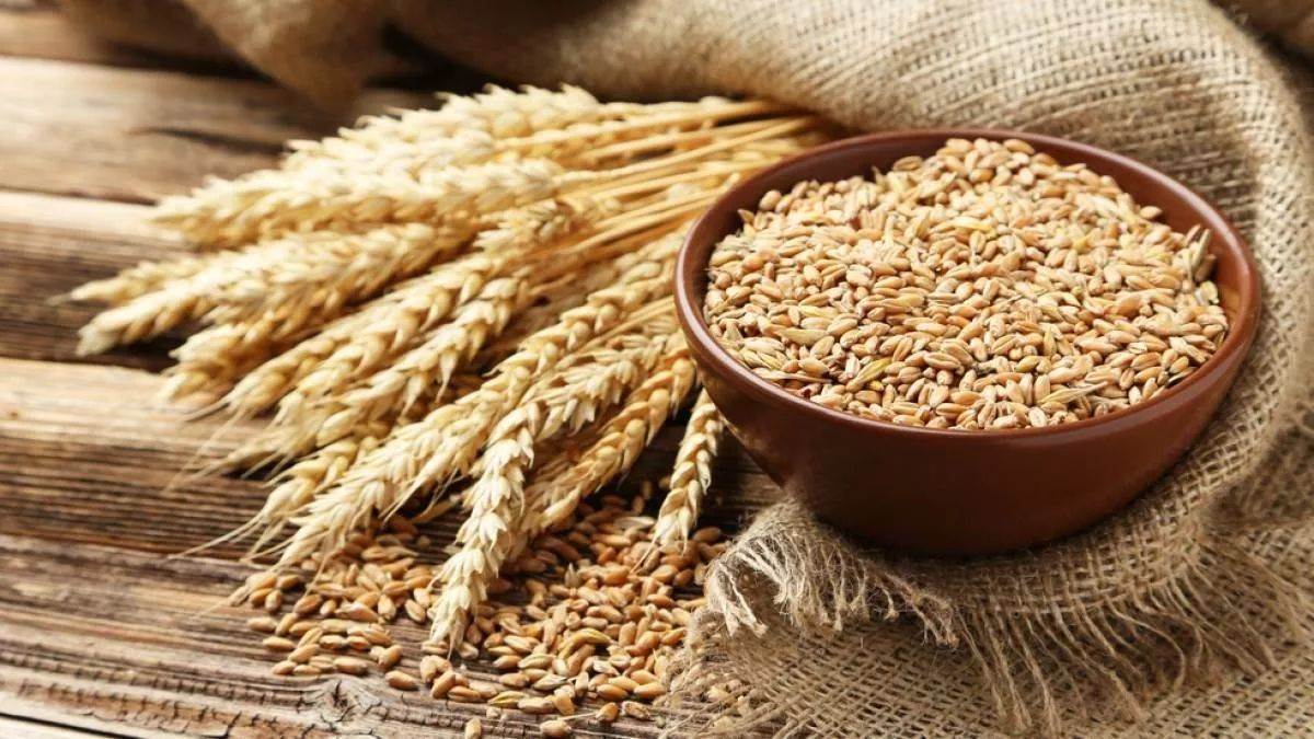 https://www.jagranimages.com/images/newimg/17092025/17_09_2025-wheat_free_24050282.jpg