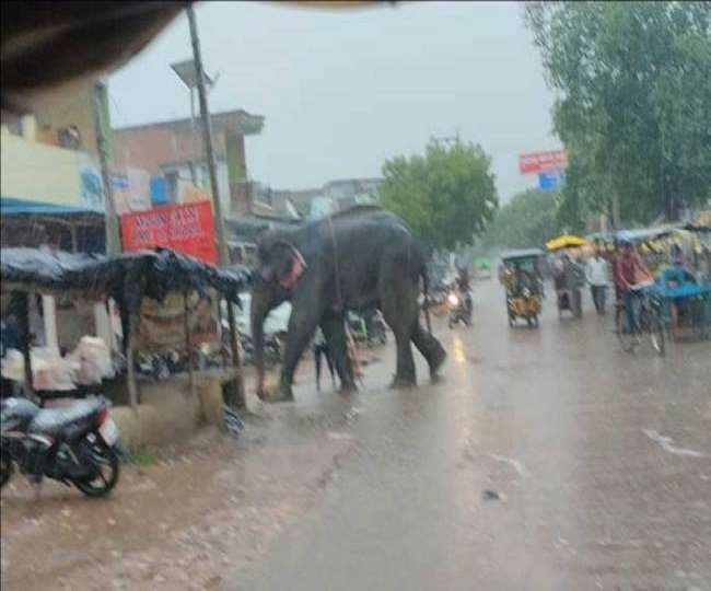 सतना के सिंहपुर बैरियर में हाथी लदे ट्रक को पकड़ा गया।