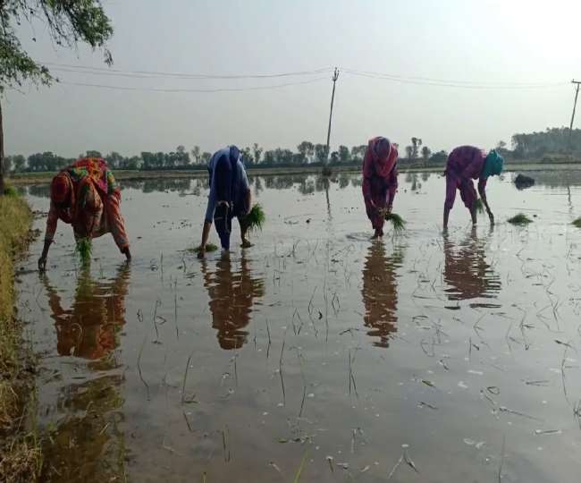 बारिश से खेतों में खड़ी धान की फसल को नुकसान, अगली फसल की बिजाई के लिए खड़ी हो रही मुश्किलें
