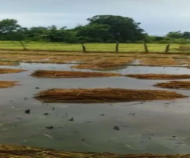 बख्शी का तालाब के भौली गांव में तो धान की कटाई हो गई और पानी भरने से अब दिक्कत होगी।