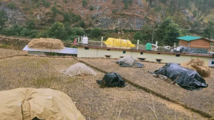 Uttarkashi News: रामा-कमल सिराईं क्षेत्र में अचानक हुई वर्षा से लाल धान की मड़ाई में खलल
