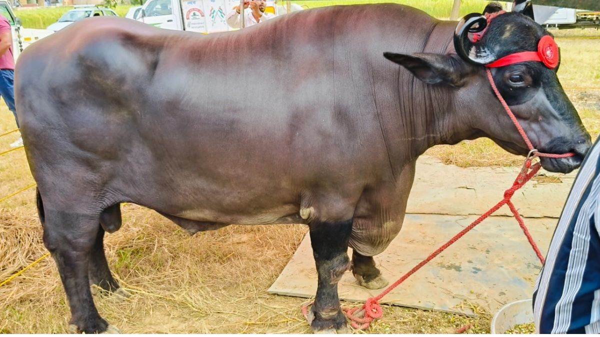 a buffalo worth 23 crores came to the fair eats milk eggs and cashews almonds rubber buffalo for extracting semen crowd gathered to see it