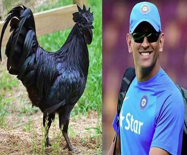 https://www.jagranimages.com/images/newimg/17112021/17_11_2021-dhoni-on-kadaknath_22213216.jpg