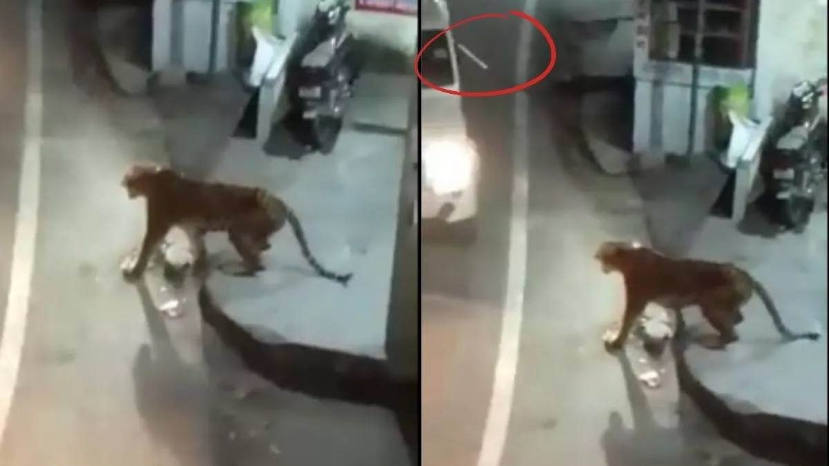 Tiger Shot Dead in Uttarakhand: बाघिन को गोली मारने की जांच को मरचूला ...