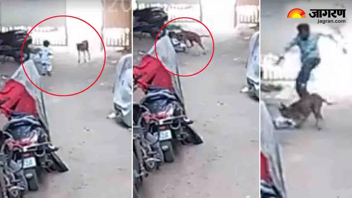 अहमदाबाद- घर के पास खेल रहे बच्चे पर कुत्ते का हमला, चीख सुन पहुंचे पिता ने बचाई जान; सीसीटीवी में कैद हुई घटना