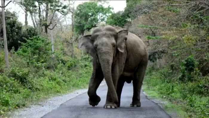 Odisha News: बरगढ़ में जंगली हाथियों का तांडव, दो लोगों को कुचल कर उतार दिया मौत के घाट
