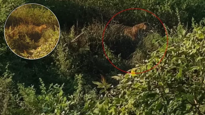 लखनऊ में कई दिनों से बाघ घूम रहा है। वन विभाग उसे पकड़ने की कोशिश कर रहा है। (तस्वीर जागरण)