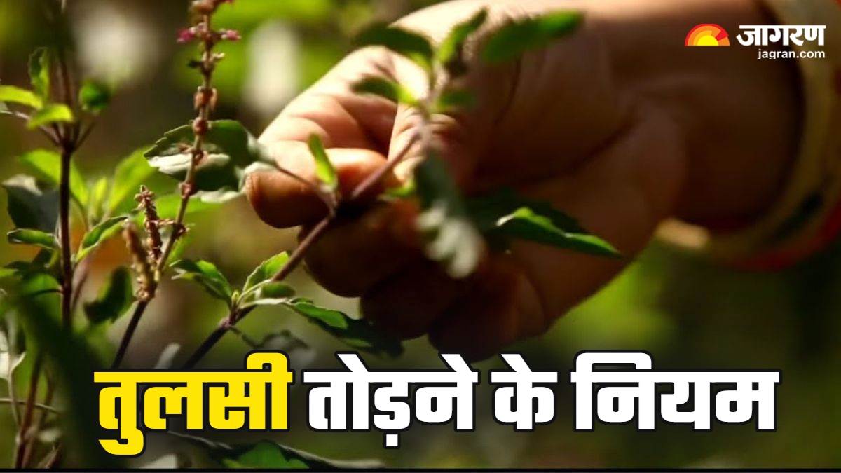 https://www.jagranimages.com/images/newimg/17122024/17_12_2024-tulsi_puja_rules_23850343.jpg