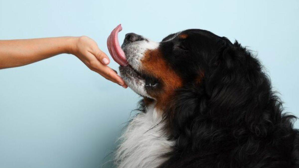 https://www.jagranimages.com/images/newimg/17122024/17_12_2024-why_do_dogs_lick_23850318.jpg