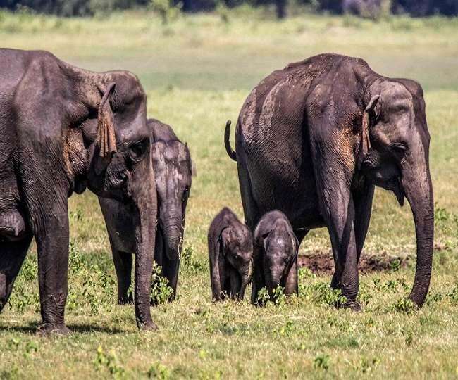 elephant baby birth news two baby come in tundi elephant family of dhanbad in jharkhand