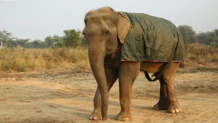 Wildlife SOS: ठंड से बचाने के लिए चुरमुरा स्थित हाथी संरक्षण व सेवा केंद्र में विशेष इंतजाम किए।