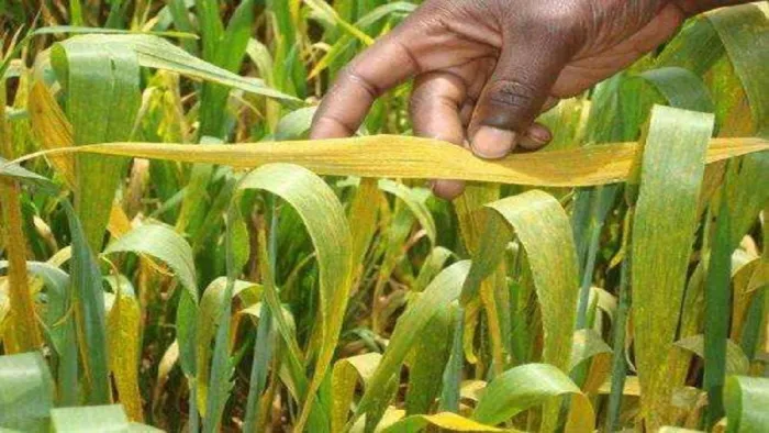 सूखे से कांगड़ा में गेहूं की 25 प्रतिशत फसल बर्बाद