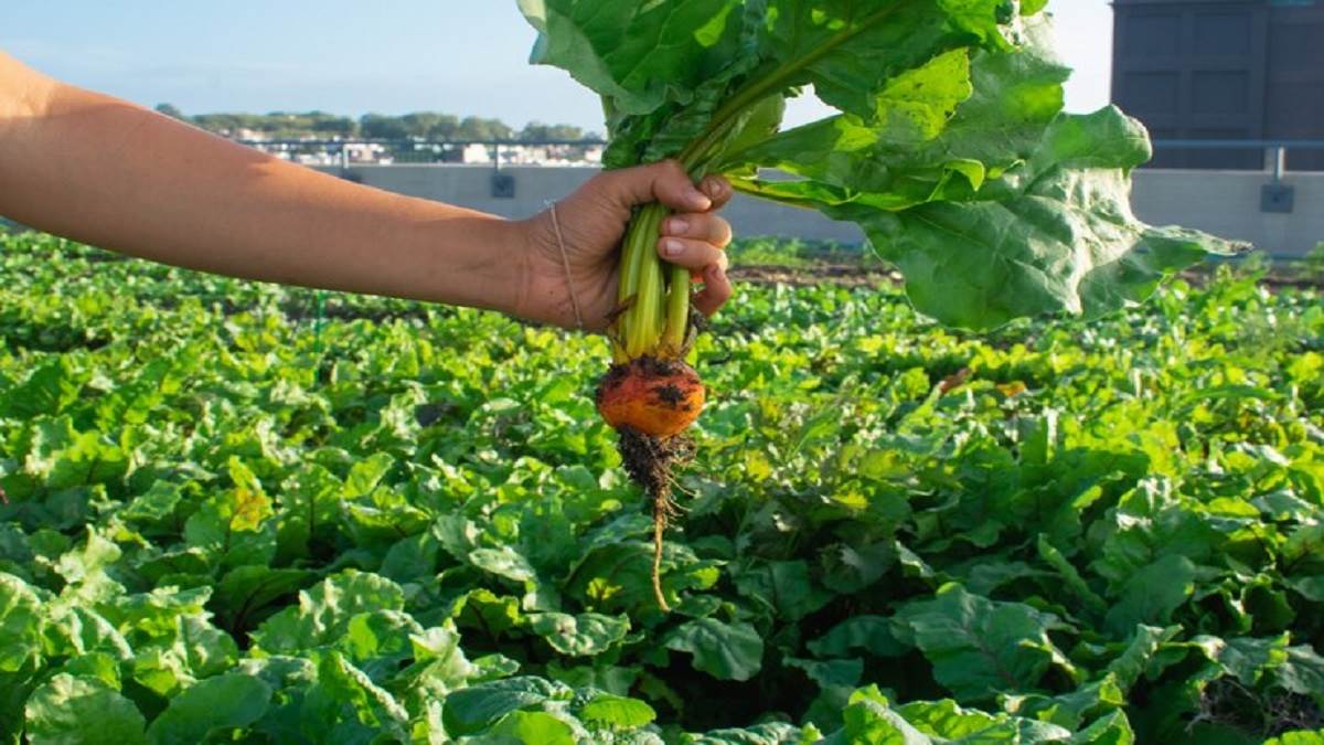 from high bp to blood sugar turnip is a medicine for these diseases