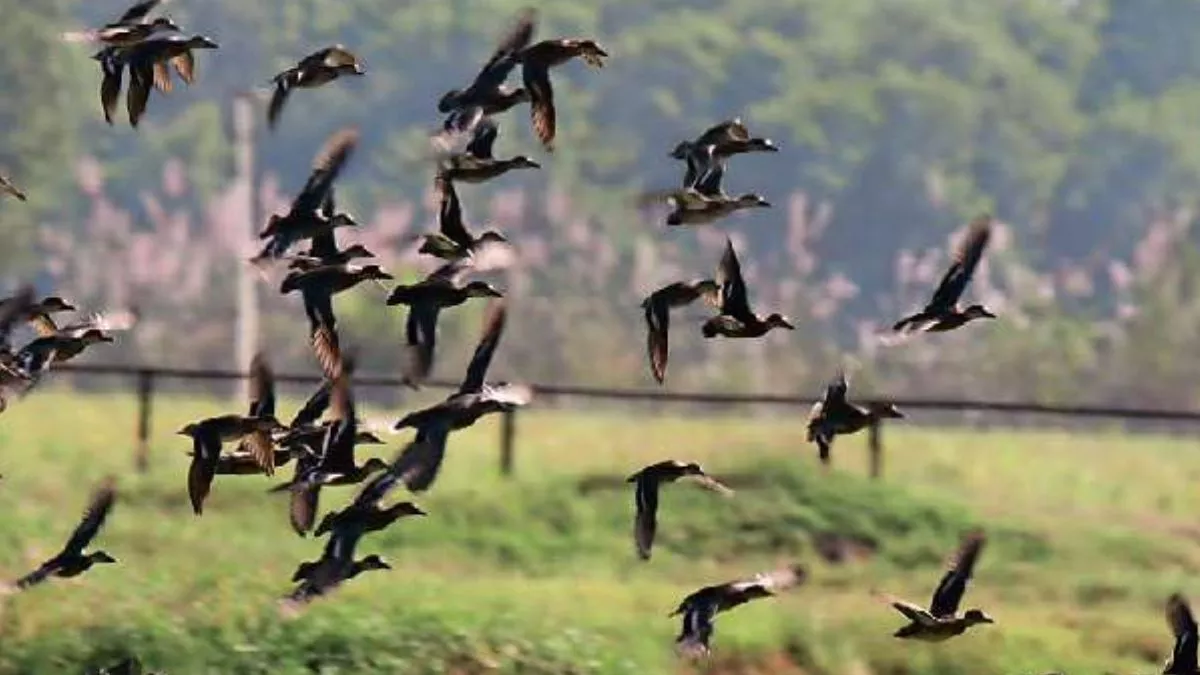 these days chirping of birds can be heard in gharana wetland of rspura sector 6000 migratory flamingos arrived