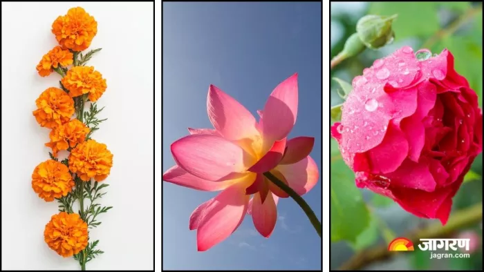 सिर्फ खूबसूरत ही नहीं, सेहत के लिए भी फायदेमंद हैं ये 5 रंग-बिरंगे फूल (Image Source: Freepik)