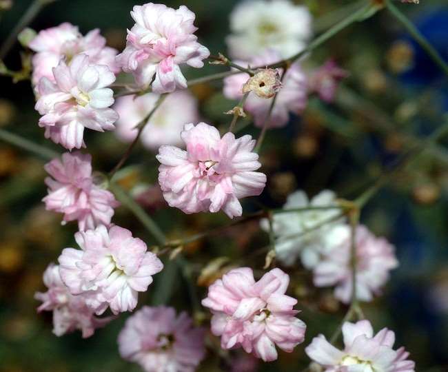 mountains will grow with exotic flowers income will increase first trial garden with eight thousand plants ready in almora