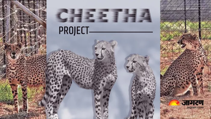 Project Cheetah: दक्षिण अफ्रीका से 12 चीते आज पहुंचेंगे भारत