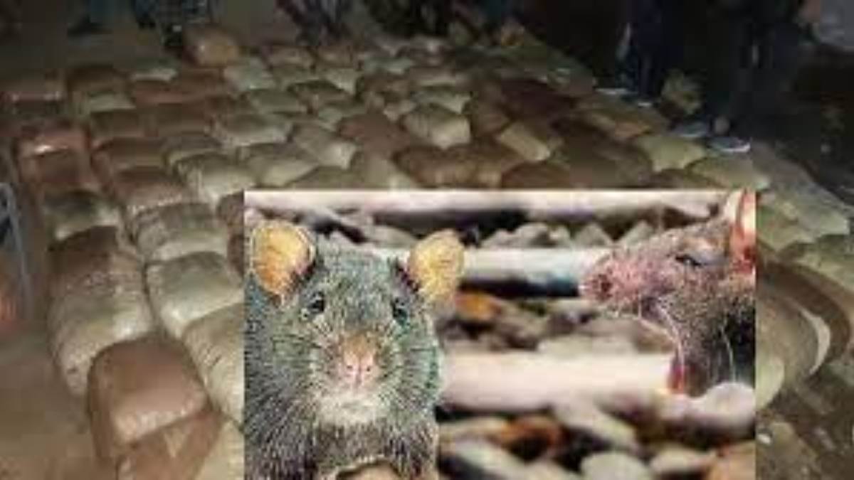 kerala news rats accused of gnawed ganja this case will surprise you