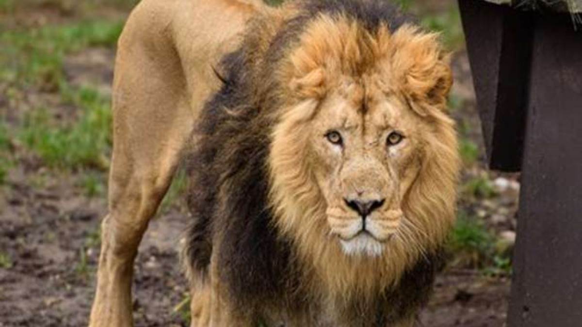 https://www.jagranimages.com/images/newimg/18022024/18_02_2024-lion_23655593.jpg