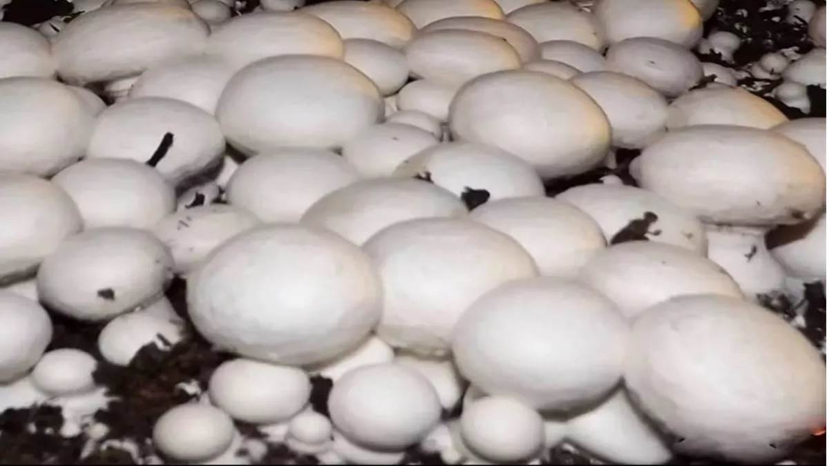 Mushroom ki Kheti बेहद आसान है मशरूम की खेती, कम निवेश पर 20 गुना तक