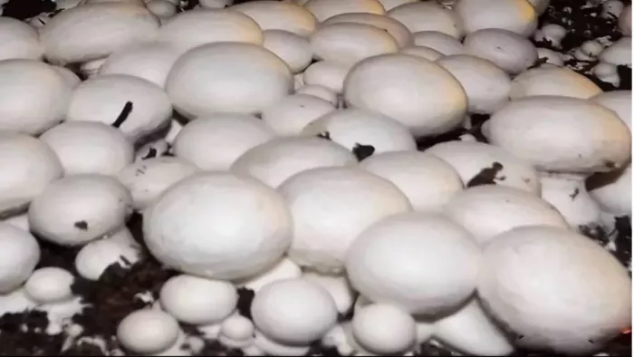 मशरूम की खेती कर कमाएं लाखों का मुनाफा (जागरण)