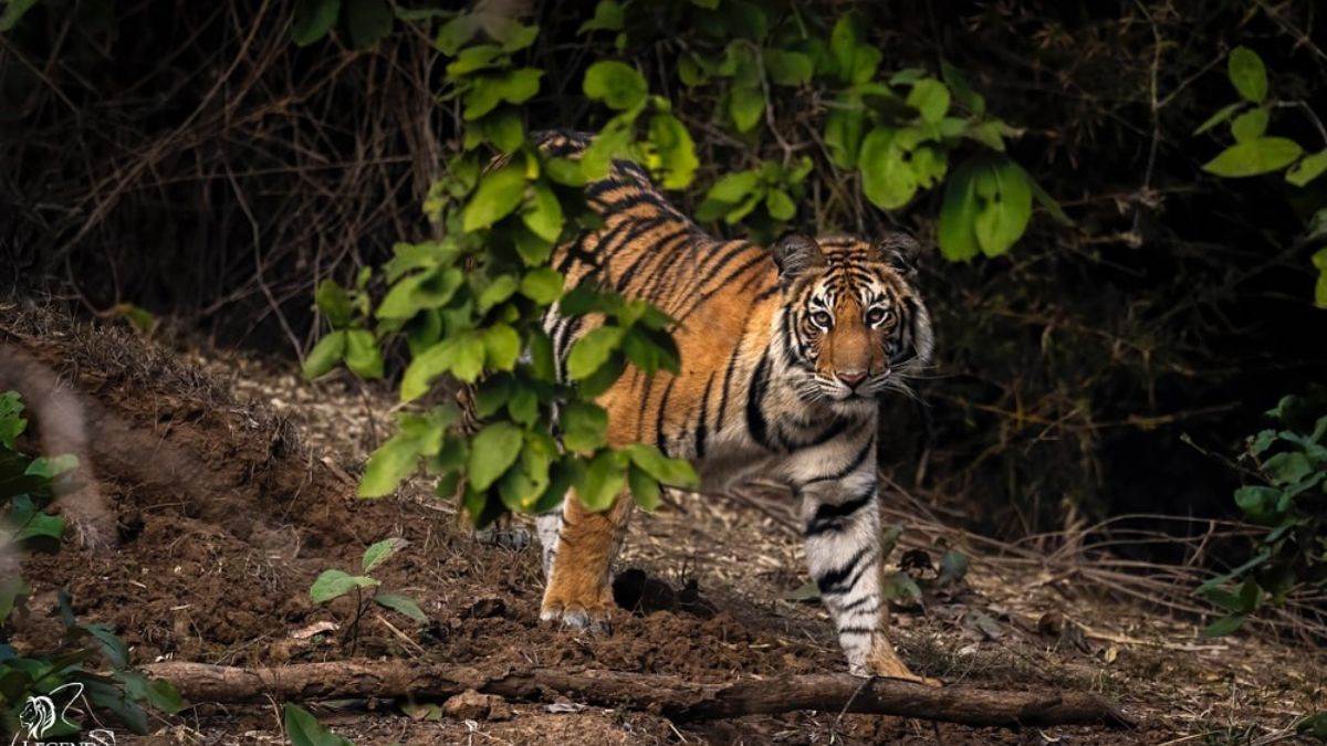 https://www.jagranimages.com/images/newimg/18022025/18_02_2025-bandhavgarh_national_park_23886440.jpg