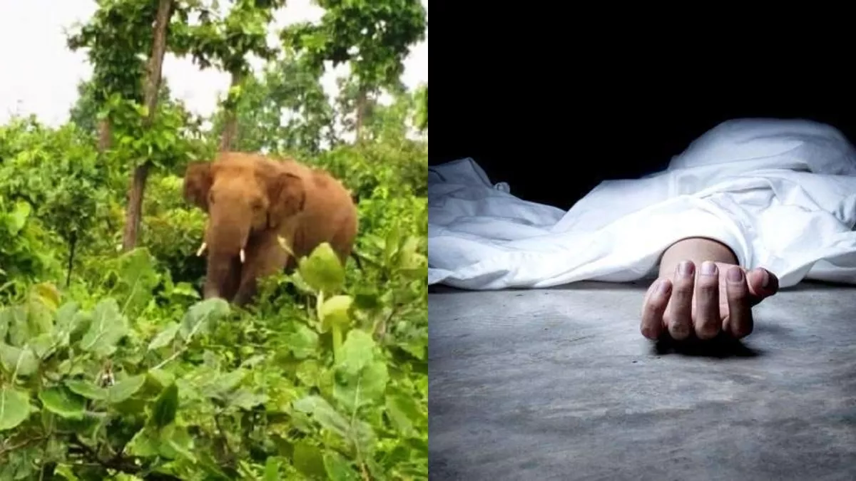 कन्नूर में जगंली हाथी का उत्पात, आदिवासी व्यक्ति को कुचला; मौके पर मौत