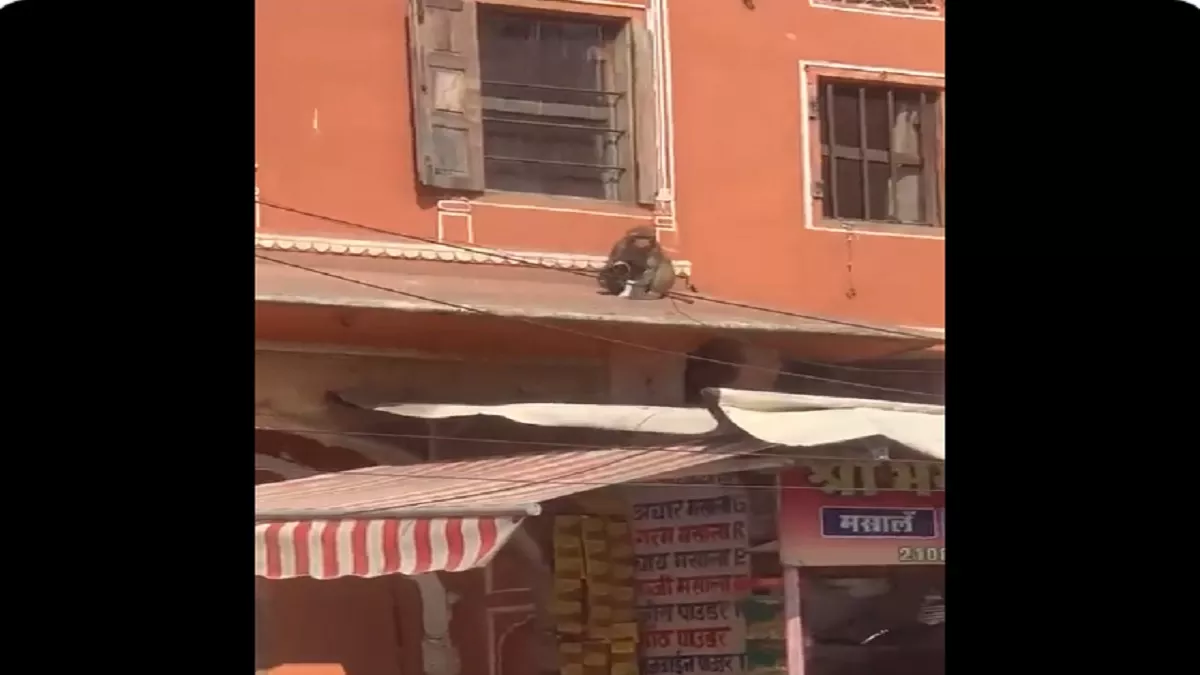 Viral Video: फिल्मी स्टाइल में डॉगी के बच्चे को लेकर फरार हुआ बंदर, चौंकाने वाला वीडियो हो रहा वायरल