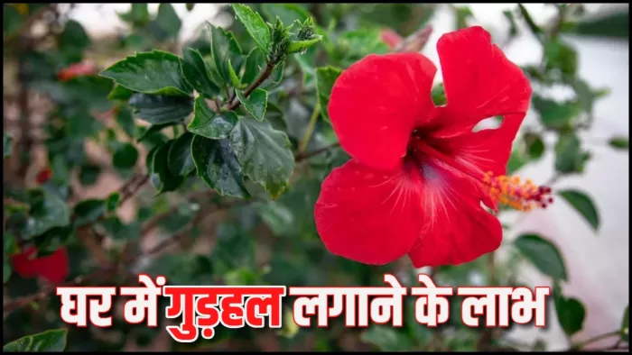 hibiscus flower Vastu Tips: घर में गुड़हल का फूल लगाने के लाभ