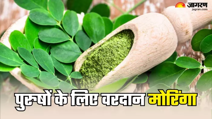 पुरुषों के लिए वरदान है मोरिंगा (Picture Credit- Freepik)